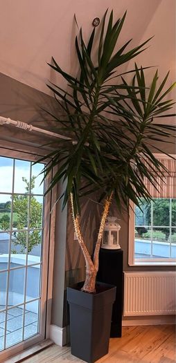 Yuca plant