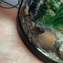 Boyu fish tank Image 2