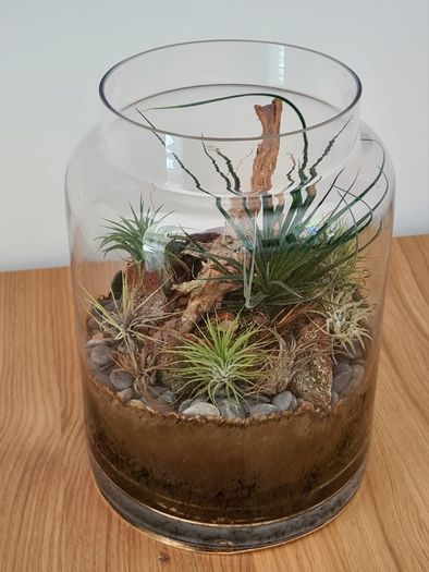 Large Glass Plant Terrarium with several air plants, drift wood arrangement