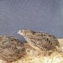 Coturnix Quail chicks Image 2