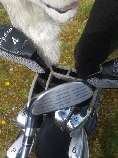 Set of Ladies Golf Clubs