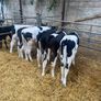 Fresian heifer calves Image 3
