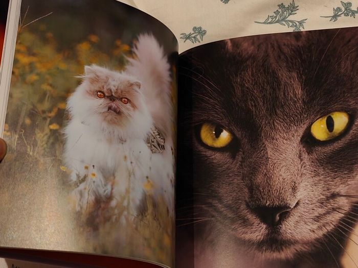 Cat Book
