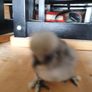 Usa Silkie Chicks Image 7