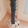 Artificial Palm Tree Image 5
