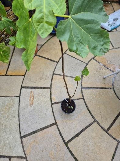 Fig Tree