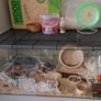 Large Reptile Glass Cage with all equipment Image 5