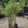 Bamboos plants Delivery available Image 6