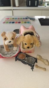Puppy teddies (our generation)