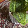 Plant decor Image 4