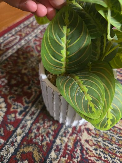 Plant decor