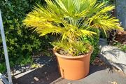 Chamaerops Planter