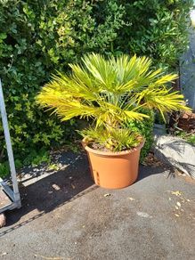 Chamaerops Planter