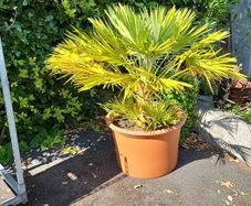 Chamaerops Planter