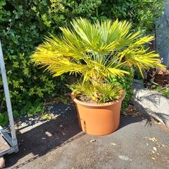 Chamaerops Planter