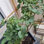 Mature rose plant Image 2