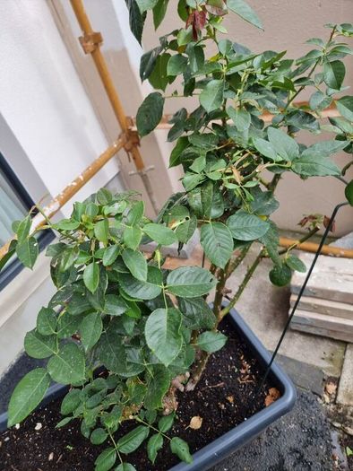 Mature rose plant