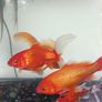 fishing tank Image 6