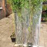 Bamboos plants Delivery available Image 4