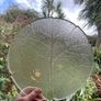 Pair of vintage Arcoroc Aspen Leaf Glass Platters / Plates, Mid century French Dishes Image 4