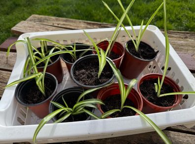 Spider plant