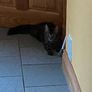 Caring home needed for two kittens Image 2