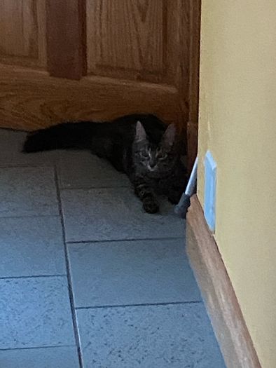 Caring home needed for two kittens