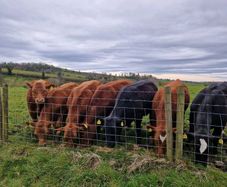 Stabiliser Heifers