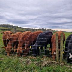 Stabiliser Heifers