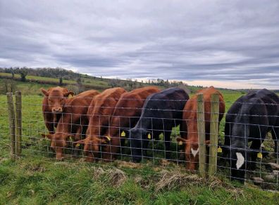 Stabiliser Heifers