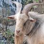 pygmy goats Image 4