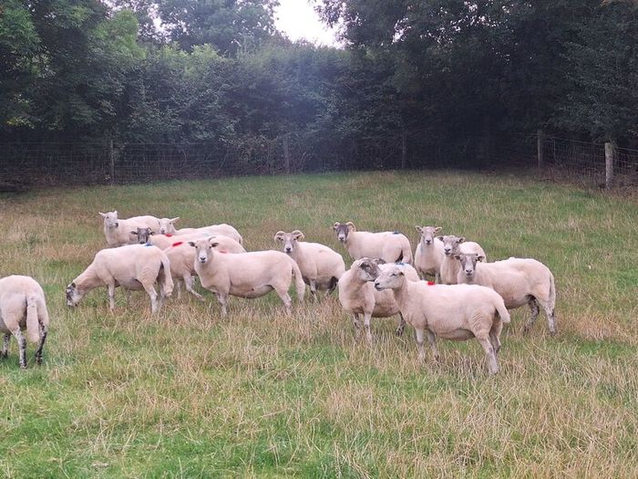 Easycare x Lanark ewes Tullow Mart today