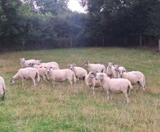Easycare x Lanark ewes Tullow Mart today