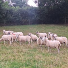 Easycare x Lanark ewes Tullow Mart today