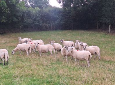 Easycare x Lanark ewes Tullow Mart today