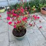 plant Image 3