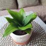 Beautiful Sansevieria Hahnii in decorative pot Image 9