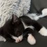 kittens free to good home Image 2