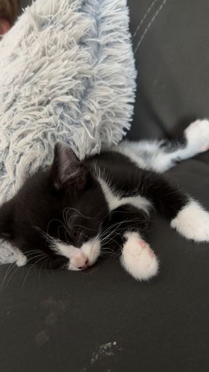 kittens free to good home