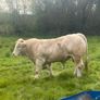 Charolais bull Image 2