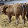 Charolais Bullock Weanling Calves Image 7