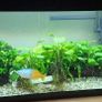 Complete 58L Tropical Aquarium Setup Fish, Live Plants, Heater, Filter  Accessories Image 4