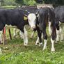 9 top quality Hereford heifers runners Image 2