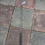 Golf clubs & trolley Image 7