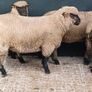 Shrophshire Ram and Shropshire Ram Lambs Image 10