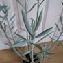 Succulent house plant Image 5