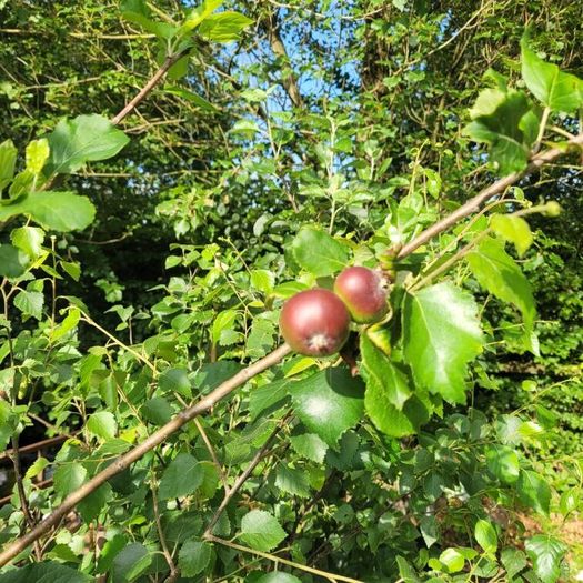 10 fruit trees