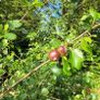 10 fruit trees Image 3