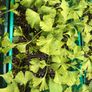Ginkgo biloba - Maidenhair Tree Image 2