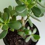 house plant Image 2